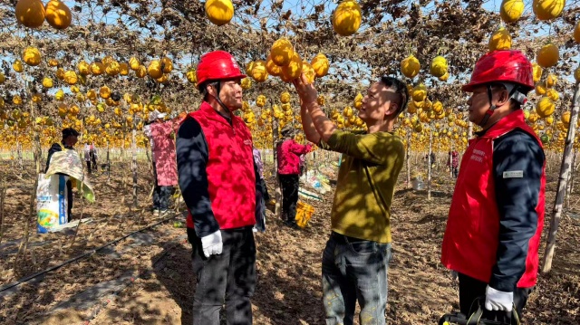 國網確山縣供電公司：電力賦能“金瓜蔞”結出鄉村振興致富果