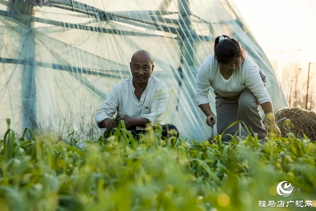 正陽縣清源街道吳紀(jì)偉：扎根鄉(xiāng)土 蹚出特色種植致富路