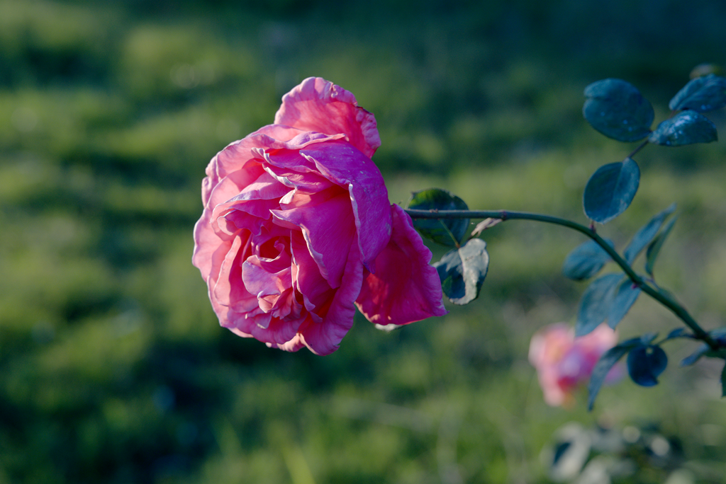 縣區(qū)動(dòng)態(tài) | 月季迎冬開 繁花送香來