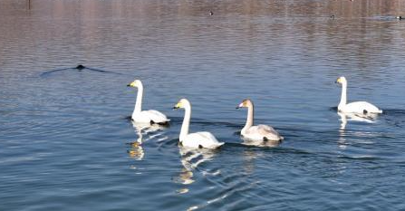 黃河青海化隆段迎來越冬大天鵝