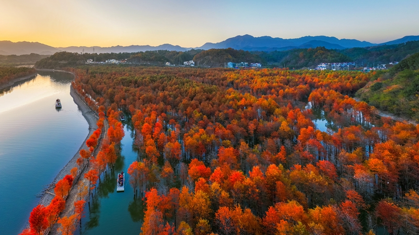 安徽宣城：2000余畝紅杉林逐漸變紅