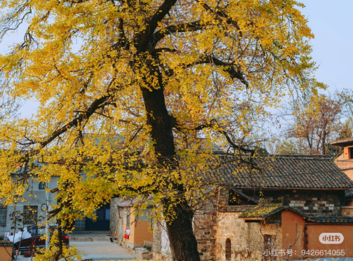 冬日信陽,獨具魅力!