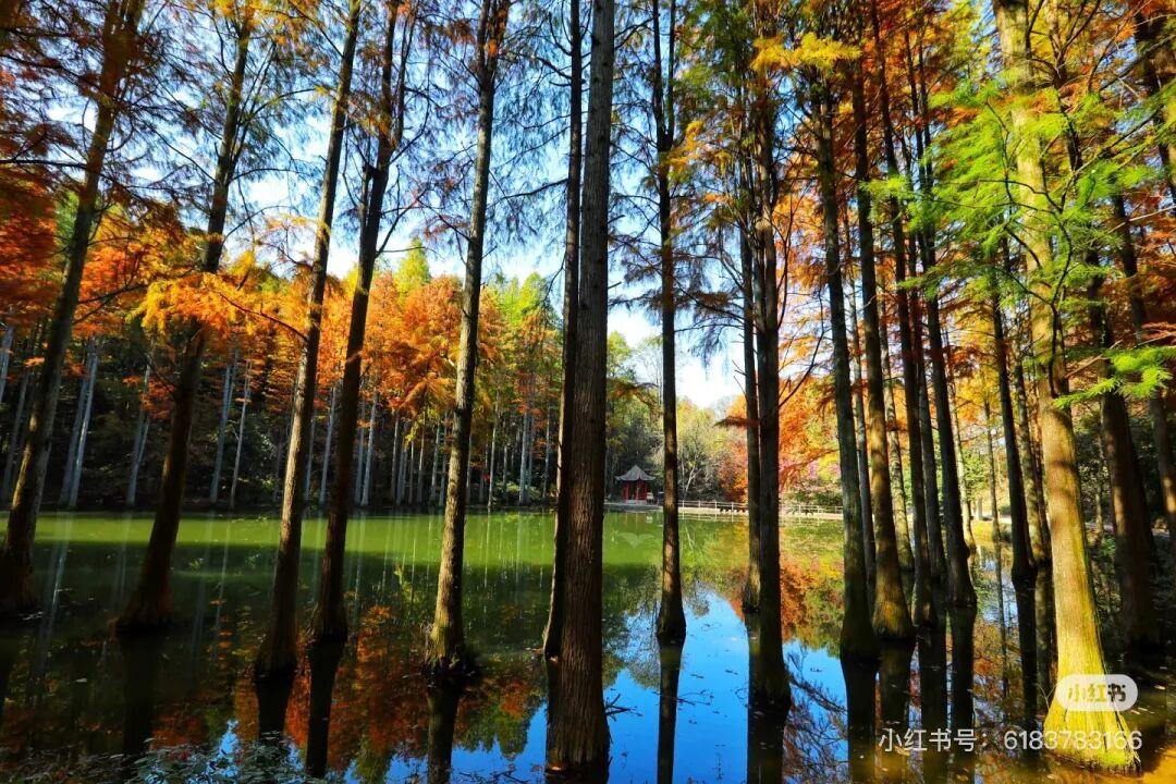 冬日信陽,獨具魅力!