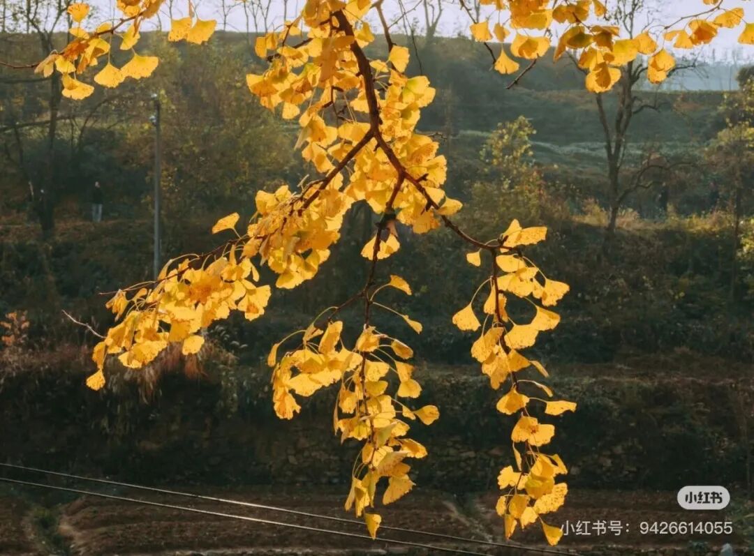 冬日信陽,獨具魅力!