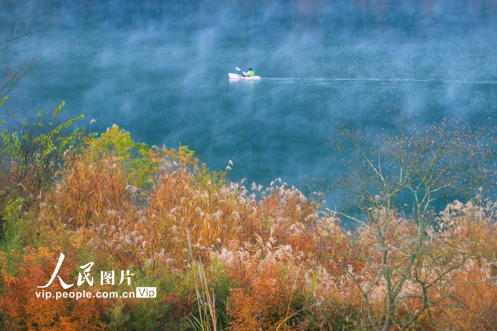 落羽杉濕地公園晨霧繚繞