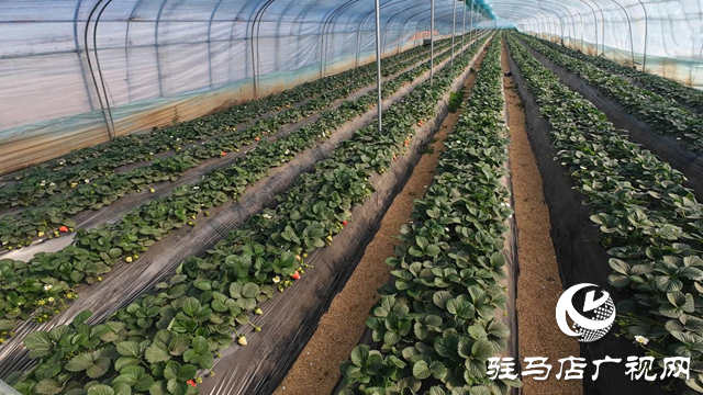正陽縣慎水鄉：頭茬草莓搶&ldquo;鮮&rdquo;上市