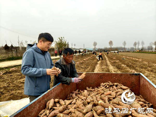 平輿縣郭樓街道前店村：讓鄉(xiāng)村產(chǎn)業(yè)添“薯”光