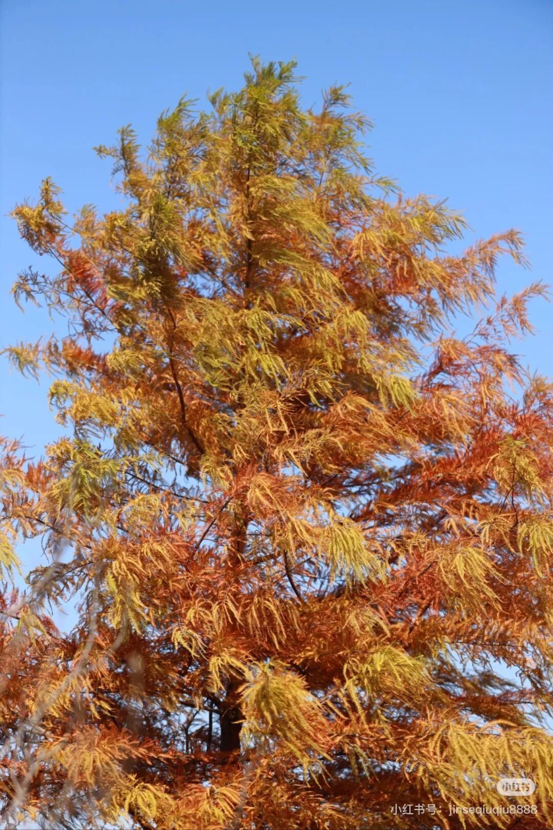 家門口的練江湖,藏著一片會“燃燒”的森林!