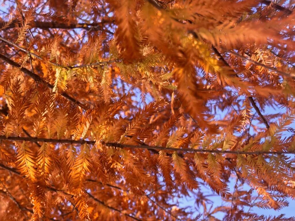 家門口的練江湖,藏著一片會“燃燒”的森林!