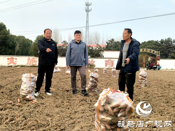 平輿縣郭樓街道前店村：讓鄉村產業添“薯”光