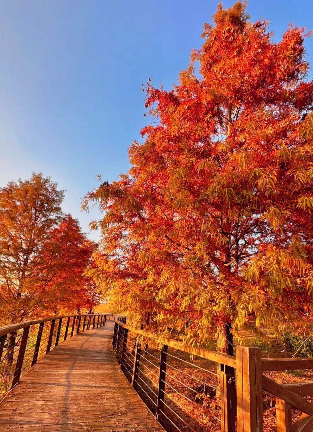 家門口的練江湖,藏著一片會“燃燒”的森林!