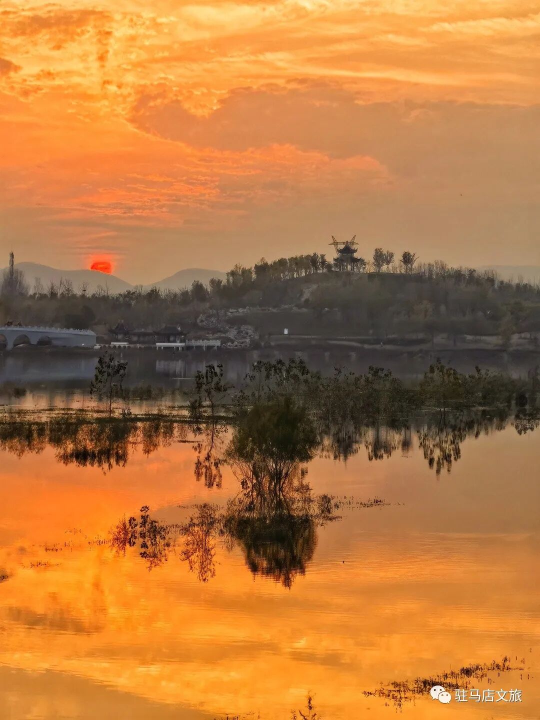 家門口的練江湖,藏著一片會“燃燒”的森林!
