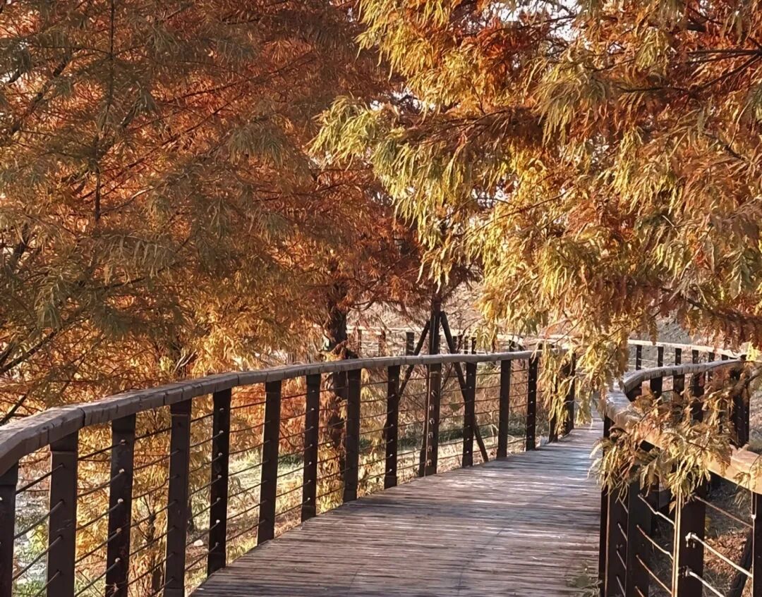 家門口的練江湖,藏著一片會“燃燒”的森林!