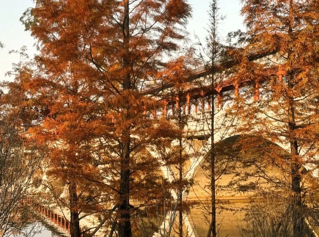 家門口的練江湖,藏著一片會“燃燒”的森林!