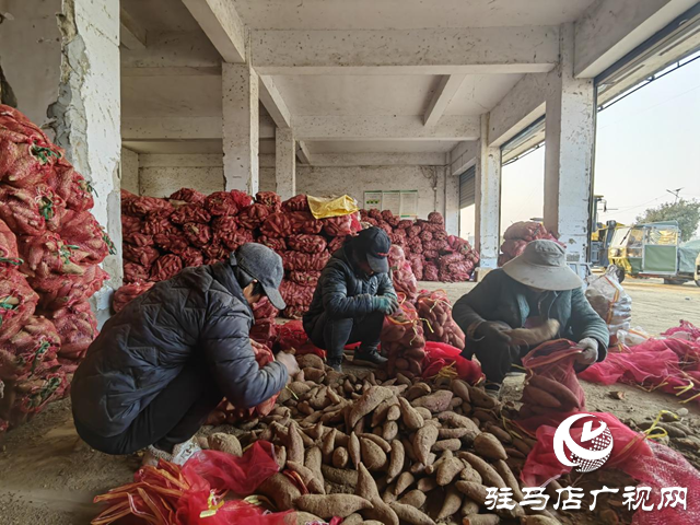 代表履職在田間：一份來自紅薯地的&ldquo;暖心訂單&rdquo;