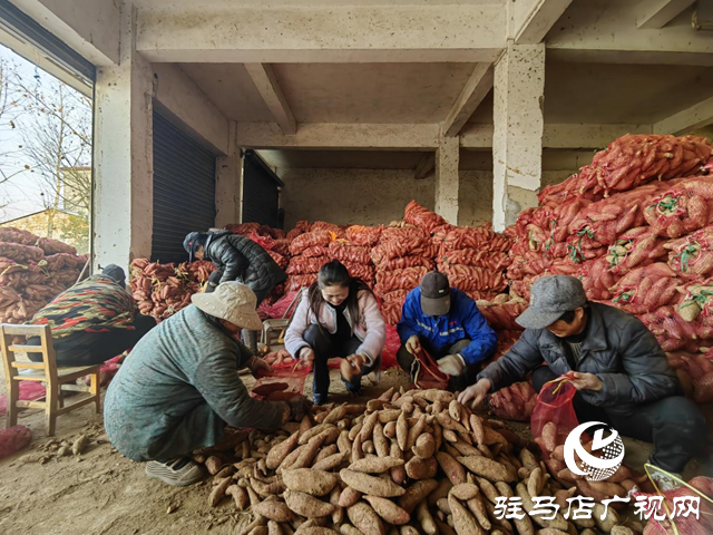 代表履職在田間：一份來自紅薯地的&ldquo;暖心訂單&rdquo;