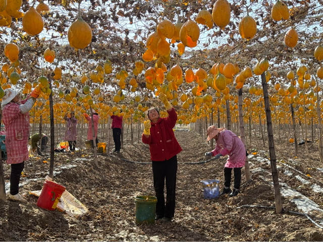 確山縣任店鎮：小瓜蔞變身“金葫蘆” 特色種植助農增收
