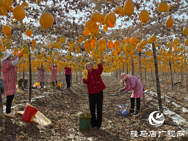 確山任店鎮(zhèn)：小瓜蔞變身&ldquo;金葫蘆&rdquo; 特色種植助農(nóng)增收