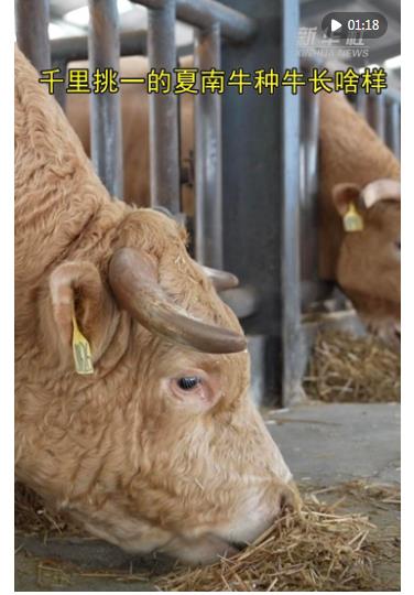 新華財(cái)經(jīng)|一頭“科研牛”撬動(dòng)一個(gè)縣的百億級(jí)產(chǎn)業(yè)鏈