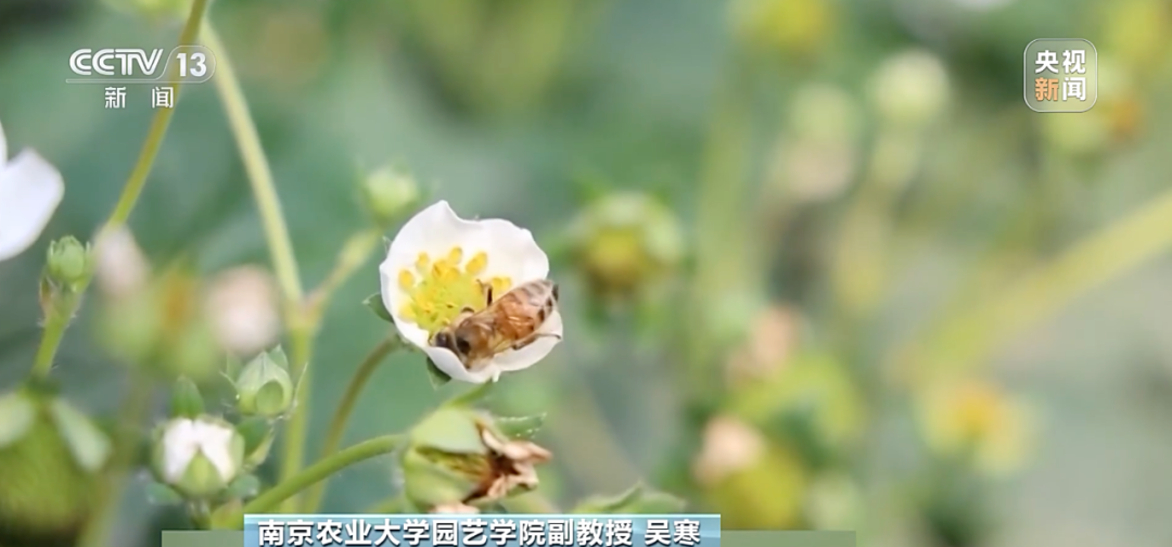 “膨大劑”催熟草莓這個月大量上市？記者調查→