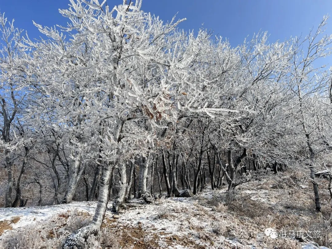 冬日限定雪景大片,每一張都能當壁紙!