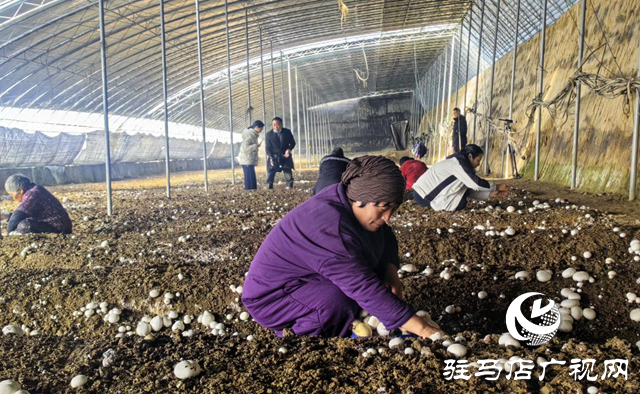 驛城區：雙孢菇喜獲豐收 種植基地急尋銷路