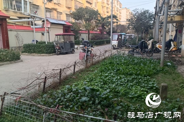 駐馬店飛龍小區:清理“私家菜園” 讓公共綠地回歸本色