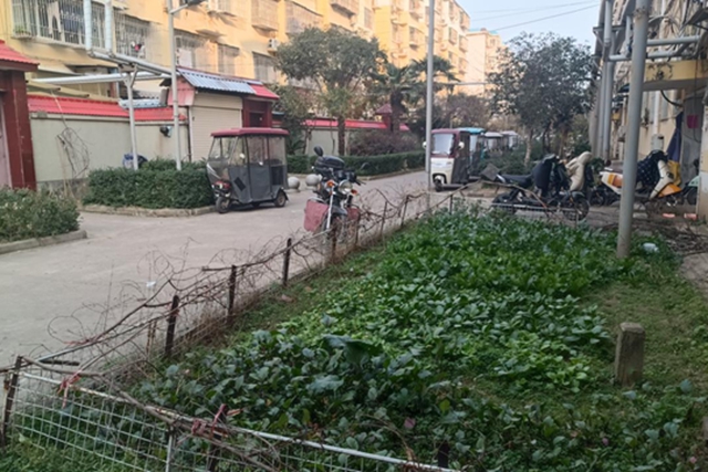 駐馬店飛龍小區(qū)：清理“私家菜園” 讓公共綠地回歸本色