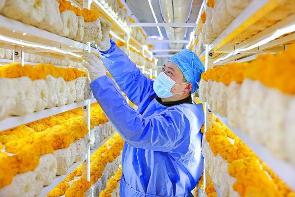 農(nóng)事冬日忙