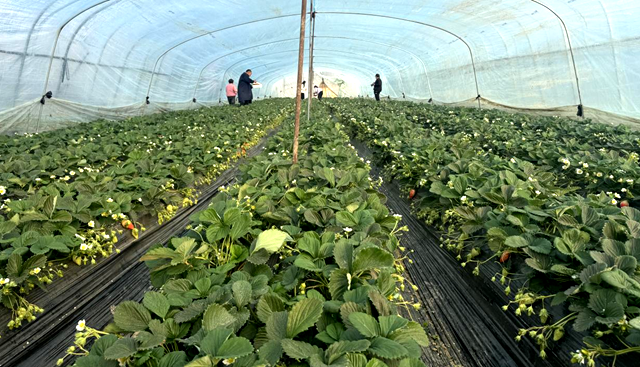 冬日里的“莓”好時(shí)光：驛城區(qū)順河鄉(xiāng)草莓園迎來(lái)采摘季