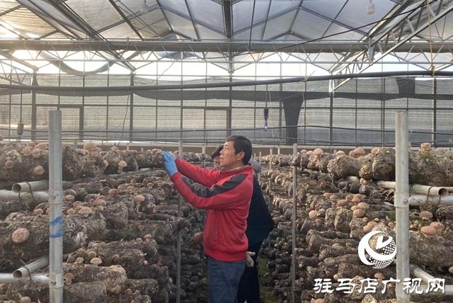 驛城區:小香菇撬動大產業 “一村一品”鋪就振興路