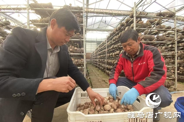 驛城區:小香菇撬動大產業 “一村一品”鋪就振興路