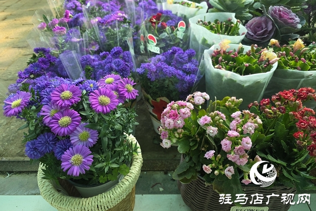 寒冬“綠意消費”升溫 陽臺小盆栽帶火花市