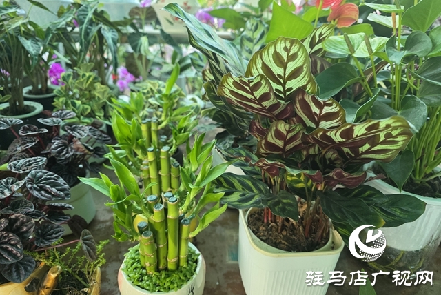 寒冬“綠意消費”升溫 陽臺小盆栽帶火花市