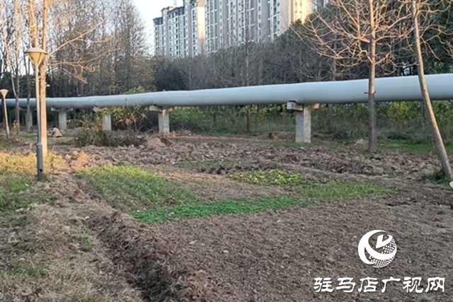 河畔綠地成私家菜園 管理權責脫節待解決