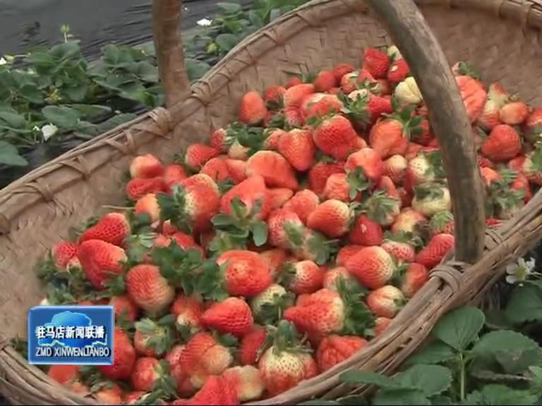 盤古鄉(xiāng)草莓種植讓農(nóng)民走上致富路