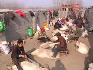 羊倌村的販羊經(jīng)