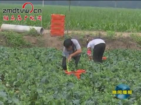 西平：種植無公害蔬菜 直供港澳地區