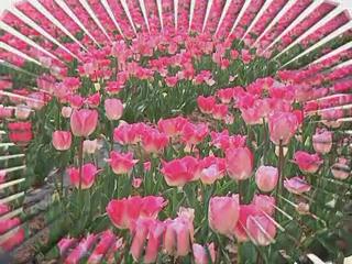 魅力鄉村《126期》