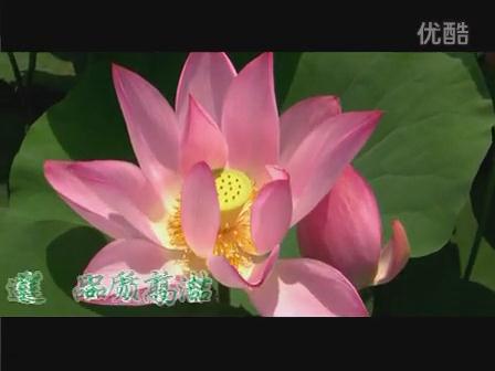 清風作伴茶香遠，守望陽光自成廉